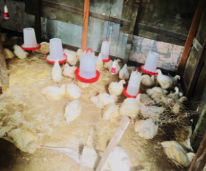 Poultry-image